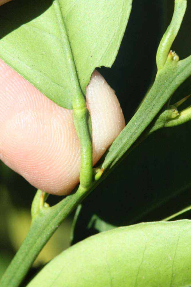               Petiole (Riverside, CA)       